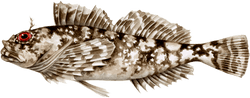 Cabezon